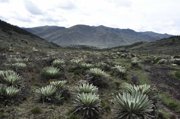Vegetação típica de altitude no Parque Nacional Laguna Negra, perto de Apartaderos, na região de Mérida, nos Andes venezuelanos